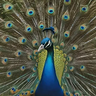 peacock png