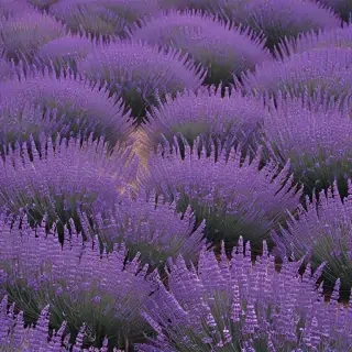 aesthetic lavender wallpaper