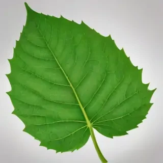 leaf png transparent