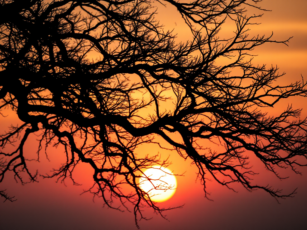 Capture a high-resolution image of a black silhouette of a tree with intricate branches against a vivid sunset backdrop, using a Canon EOS R5, 50mm lens, f/1.8 aperture, ISO 100, and a low-angle view for dramatic effect.