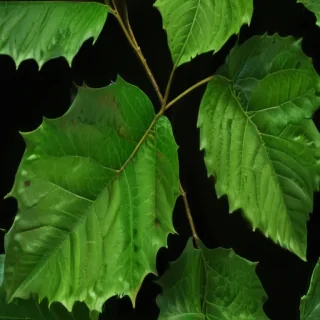 green leaf design