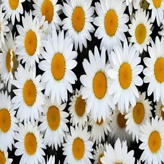 daisy wallpaper iphone