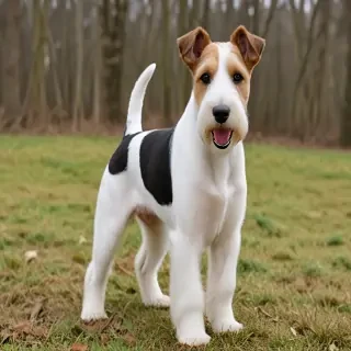 fox terrier dog breed