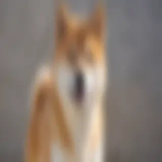 shiba dog