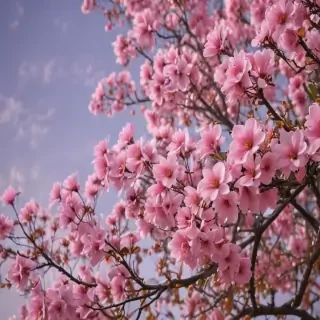 aesthetic flower backgrounds