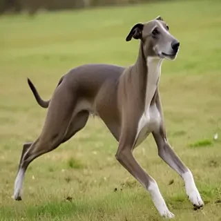 greyhound dog breed