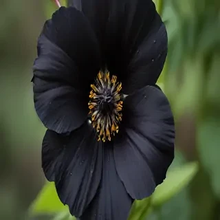 black flower