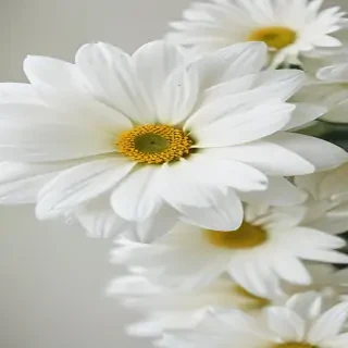 iphone white flower wallpaper