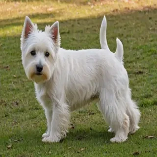 west highland terrier
