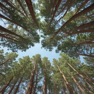 pine trees transparent background