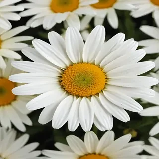 daisy background wallpaper