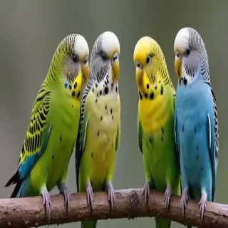 budgies