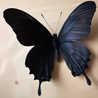 black butterfly