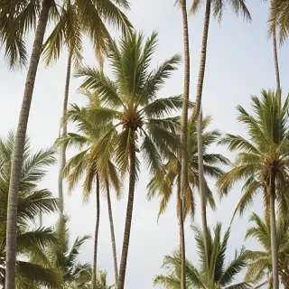 palm trees transparent