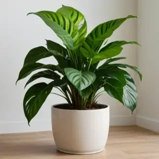 house plant png