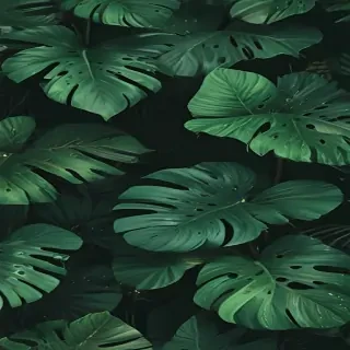 aesthetic green wallpapers