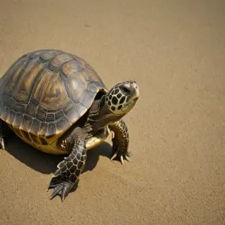 turtle background