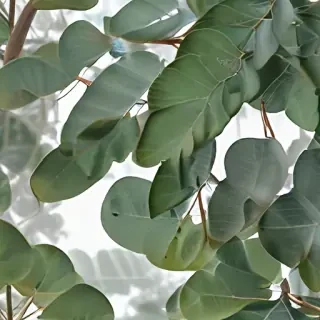 transparent eucalyptus
