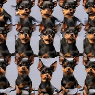 miniature pinscher