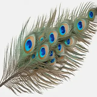 peacock feather png