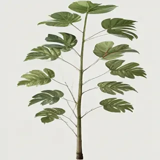 plant transparent