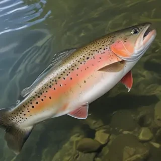 trout fish