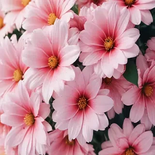asthetic flower wallpaper