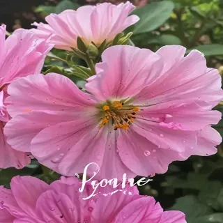 hello june images