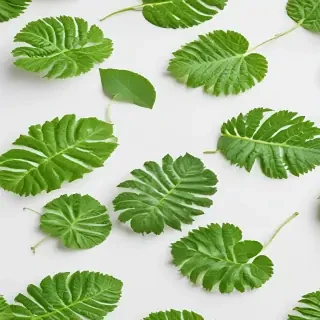 green on white background