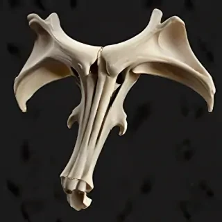 bone png