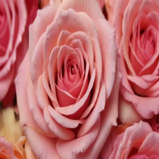 rose background
