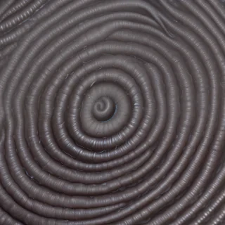 ring worm images