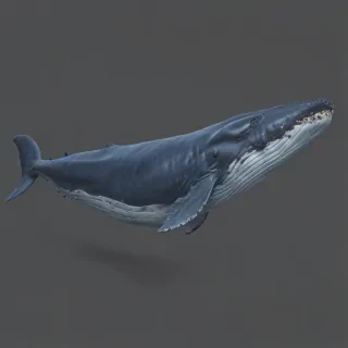 blue whale png