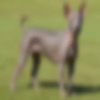 american hairless terrier