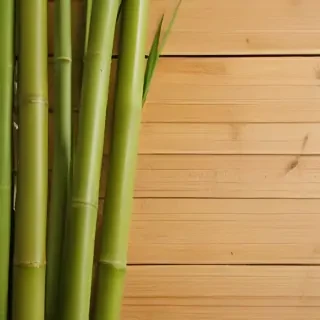 bamboo background