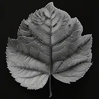 leaf in black and white
