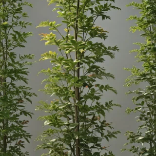 transparent plants