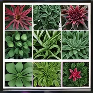 plants zoom backgrounds