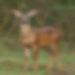 roe deer
