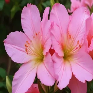 azalea flower