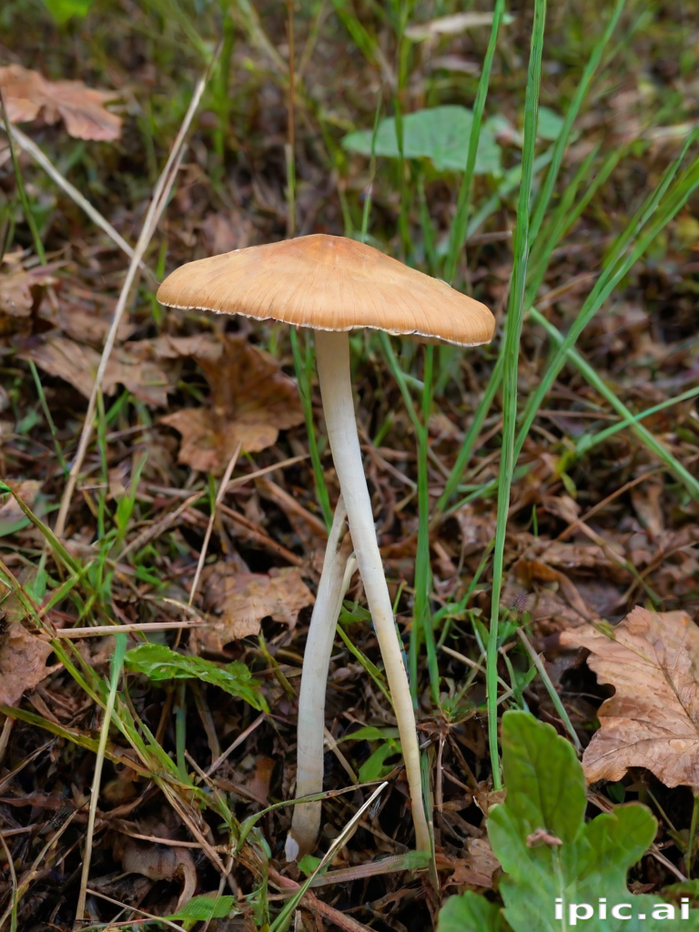 thin stemmed mushroom