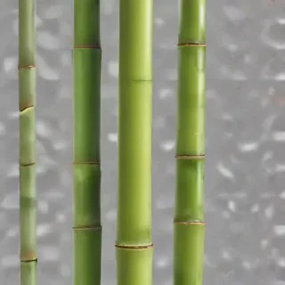 bamboo png