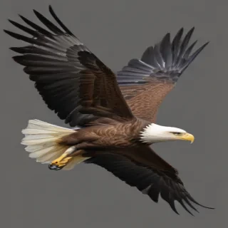 eagle fly png