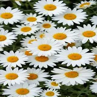 daisy flower wallpaper