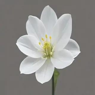 white flower transparent