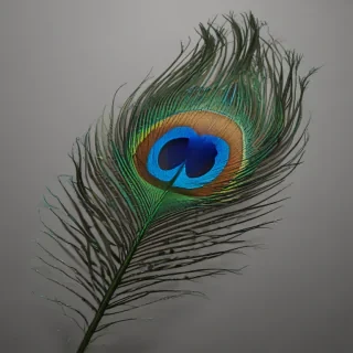 peacock feather png