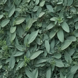 sage green aesthetic background