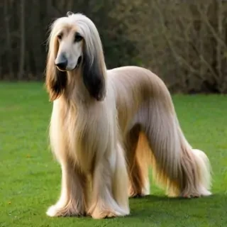 afghan hound dog breed
