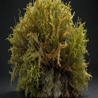 seaweed png