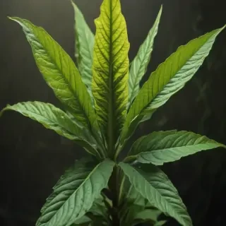 tobacco plant